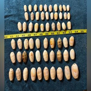 60 Sanibel Island Olive Shells !  Natural Seashell Collection. Great for crafts!